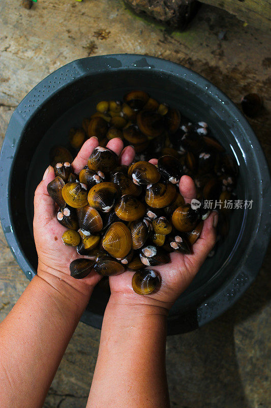 手握淡水金蛤，Corbicula fluminea，刚从印度尼西亚的一个湖泊收获